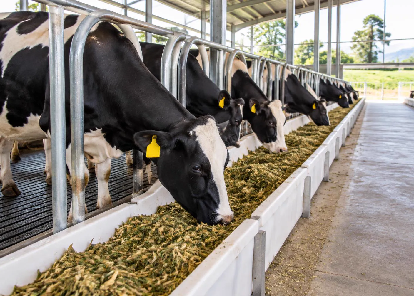Dairy cows feeding at an Evolve feed rail with interlocking feed troughs in a zero grazing barn