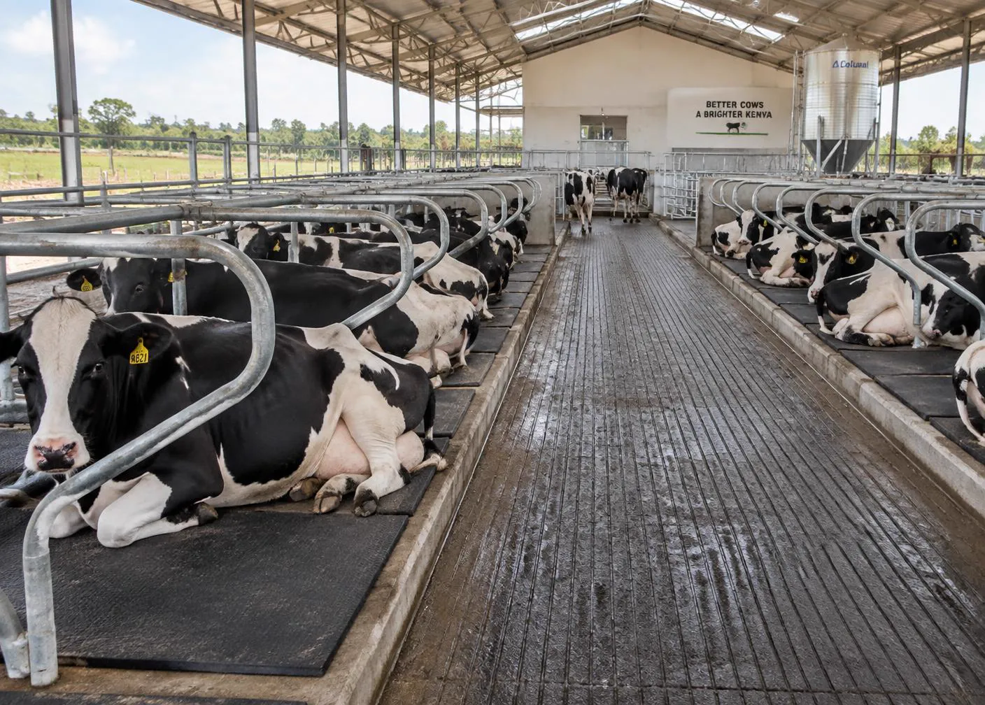 Farm setups & cow comfort supplied and supported by Dairy Africa in East Africa